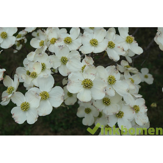 Cornus florida, veelbloemige kornoelje