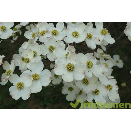 Cornus florida, veelbloemige kornoelje