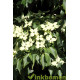 Cornus kousa, Japanse grootbloemige kornoelje