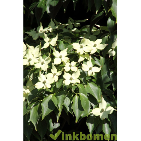 Cornus kousa, Japanse grootbloemige kornoelje