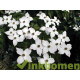Cornus kousa chinensis