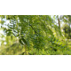 Gleditsia triacanthos f. inermis