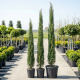 Italiaanse cipres: Mediterrane sfeer in uw tuin