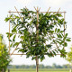 novita prunus leiboom