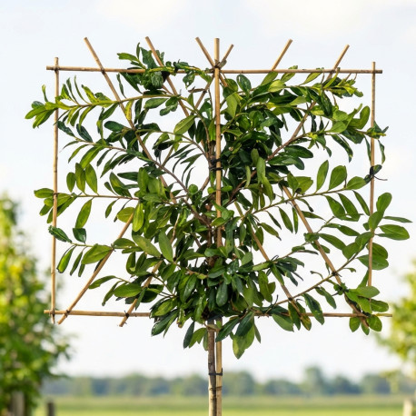 novita prunus leiboom