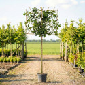 wintergroene leiboom