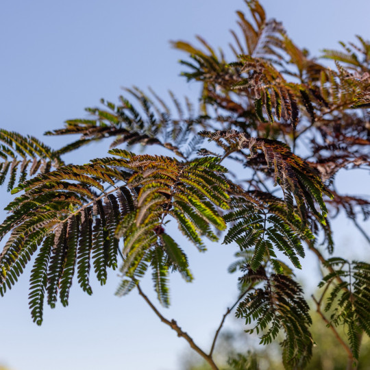 BLAD Albizia julibrissin ‘Summer Chocolate’