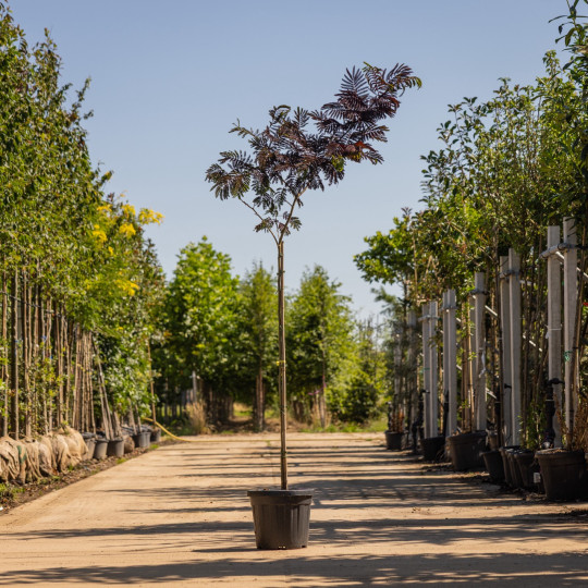 Albizia julibrissin ‘Summer Chocolate’