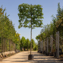 lei amberboom