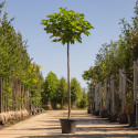 Bolcatalpa