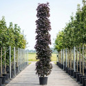 Noorse esdoorn