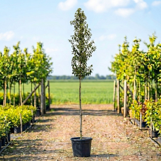 Prunus lusitanica angustifolia kopen | Groenblijvende laurierboom