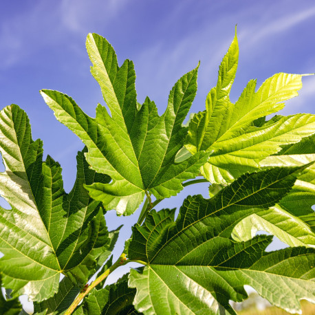 Dakmoerbei, Morus Alba fruitless bestellen bij Vinkbomen.nl?