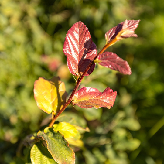 blad  meerstammige Parrotia Persica Vanessa