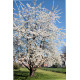 Prunus Avium, zoete kers