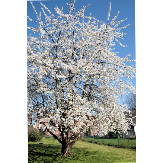 Prunus Avium, zoete kers