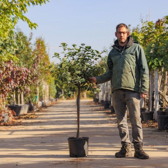 Viburnum Tinus op stam