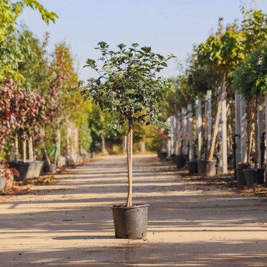 Viburnum Tinus op stam