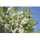 Prunus Padus