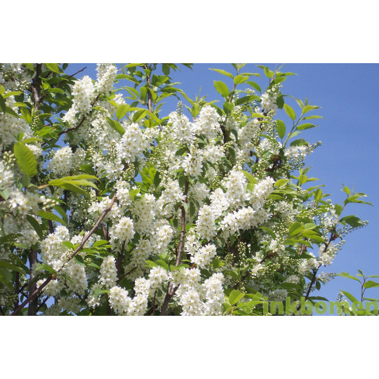 Prunus Padus