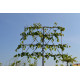 Leilinde Tilia europea pallida - koningslinde - leilindes makkelijk online kopen