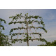 Leilinde Tilia europea pallida - koningslinde - leilindes makkelijk online kopen