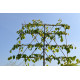 Leilindes kopen Tilia europea pallida