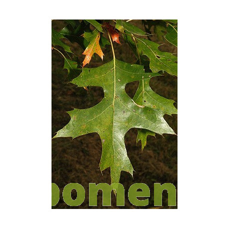 Quercus Palustris, moeraseik