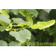 Tilia Cordata, winterlinde, kleinbladig linde