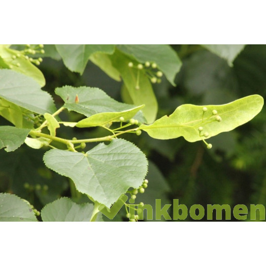 Tilia Cordata, winterlinde, kleinbladig linde