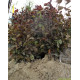 Rode beukenhaag, Fagus sylvatica atropunicea