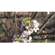 Pyrus calleryana Chanticleer, leisierpeer