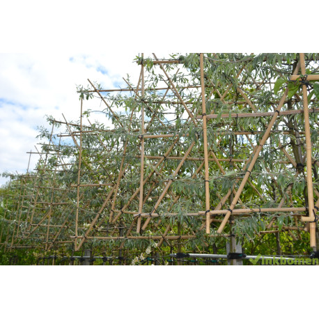 Leisierpeer, Pyrus salicifolia Pendula