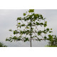Leiplataan, Platanus Hispanica Acerifolia