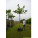Dakplataan, Platanus Acerifolia, parasolboom