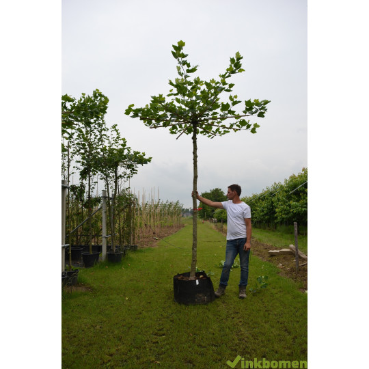 Dakplataan, Platanus Acerifolia, parasolboom
