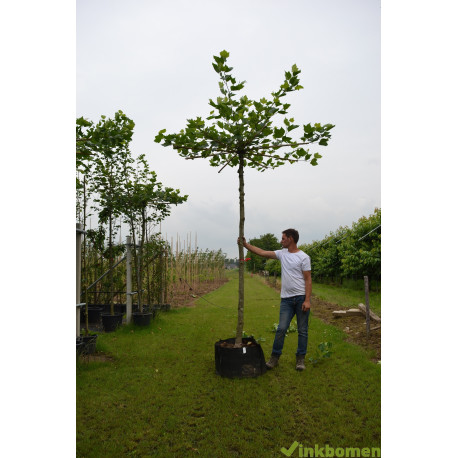 Dakplataan, Platanus Acerifolia, parasolboom