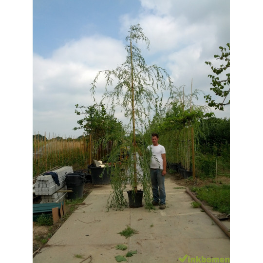 Treurwilg, Salix sepulcralis Chrysocoma