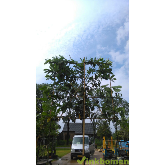 Leilaurier, Prunus Novita, leiboom