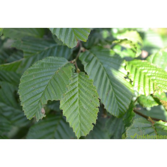 Carpinus Betulus, haagbeuk, haagplanten