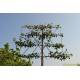 Pyrus calleryana Chanticleer, leisierpeer