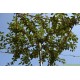 Daksierappel, Malus red Sentinel meerjarig voorgeleid