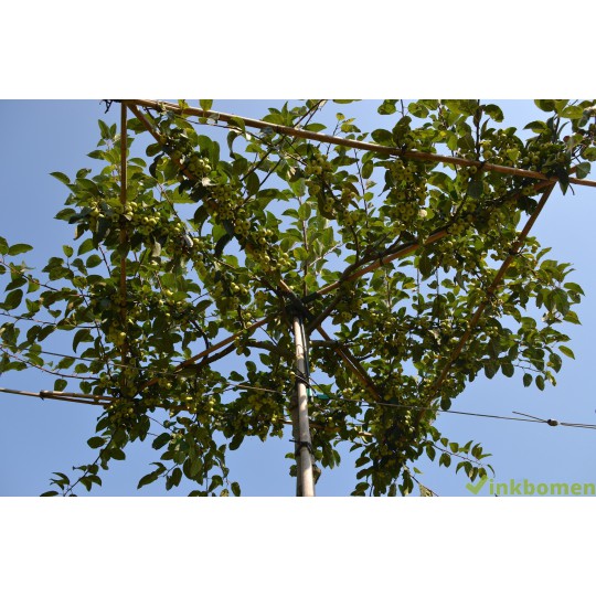 Daksierappel, Malus red Sentinel meerjarig voorgeleid