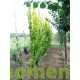 Ulmus hollandica Wredei, goudiep