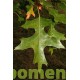 Quercus Palustris green pillar, moeras eik