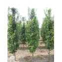 Carpinus betulus Lucas, zuilhaagbeuk