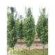 Carpinus betulus Lucas, zuilhaagbeuk