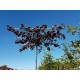Dakprunus, Prunus cerasifera Nigra