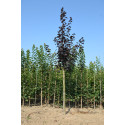 Acer platanoides Royal Red, Rode esdoorn