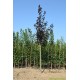Acer platanoides Royal Red, Rode esdoorn